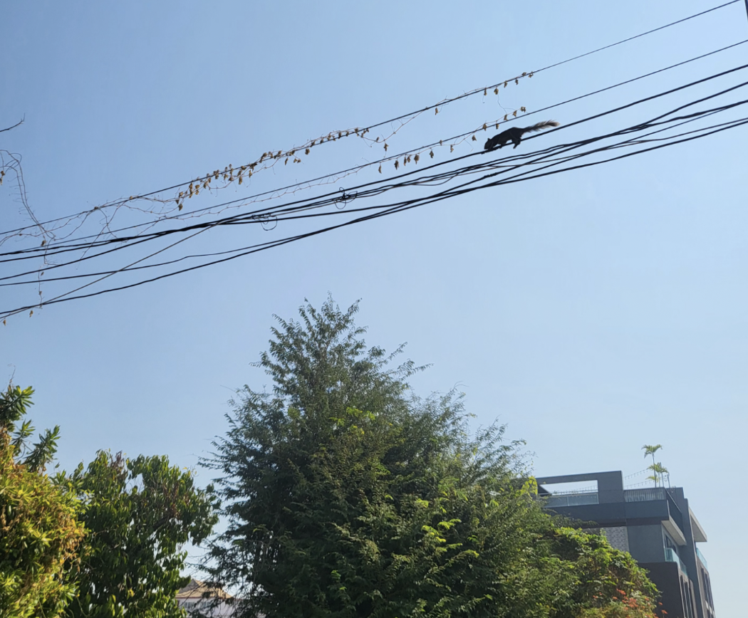 Squirrel-like animals running along power lines here
